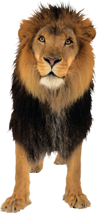 Lion PNG Free Download 3 | PNG Images Download | Lion PNG Free Download