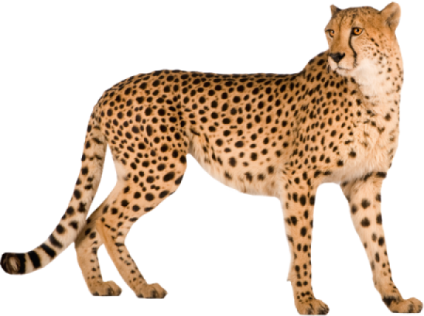 Featured image of post Cheetah Vector Png Here you can explore hq cheetah transparent illustrations icons and clipart with filter setting like size type color etc