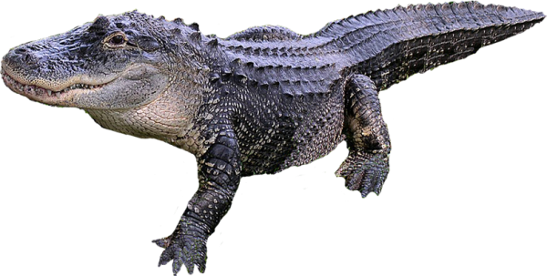 Crocodile Side View Png | PNG Images Download | Crocodile Side View Png