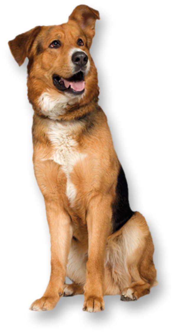 Dog png With Pride | PNG Images Download | Dog png With Pride pictures