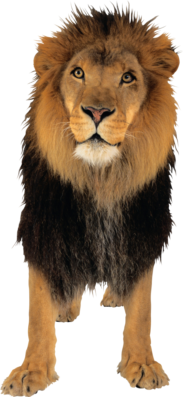 Lion PNG Free Download 3 | PNG Images Download | Lion PNG Free Download