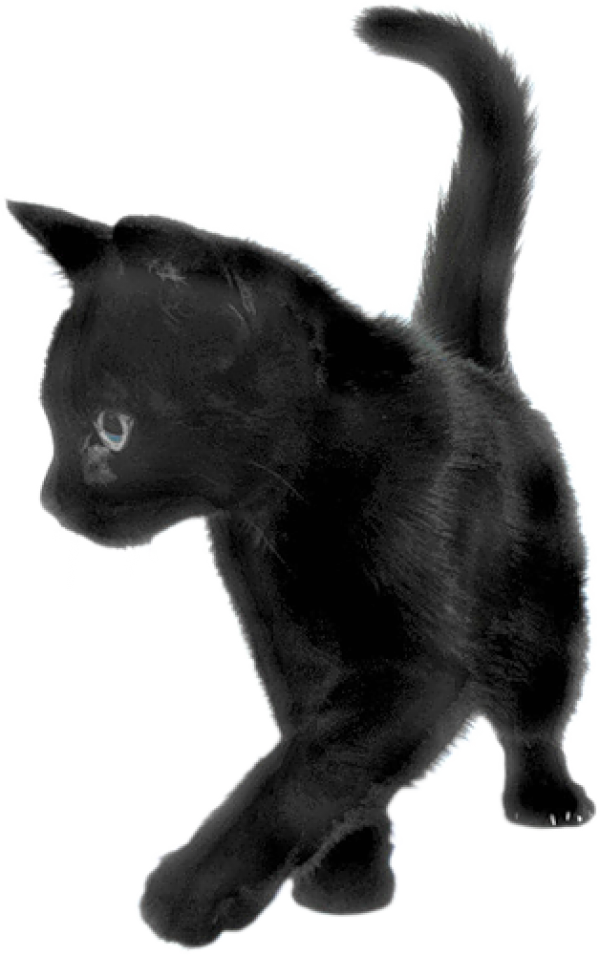 Playing Black Cat | PNG Images Download | Playing Black Cat pictures