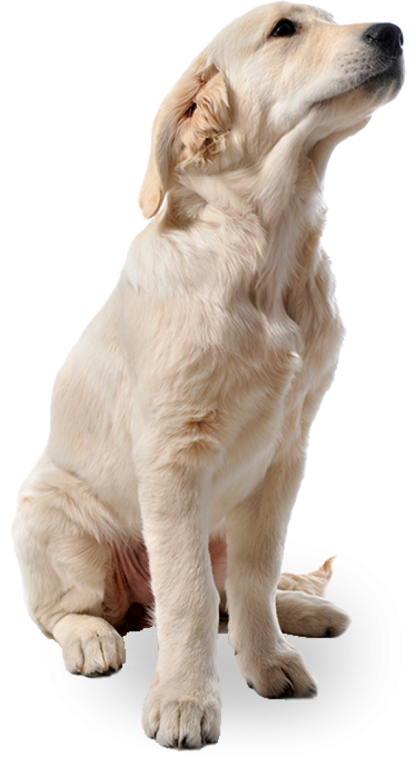 White Dog Png | PNG Images Download | White Dog Png pictures Download