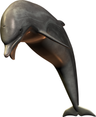 3D Dolphin Png