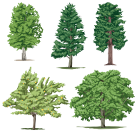 5 Different Trees Png