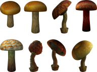 8 types mushroom free download png