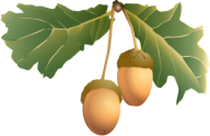 Acorn Fruit Png With Green Leaves