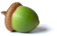Acorn Png in Green color