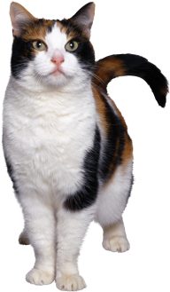 Angry Cat Png