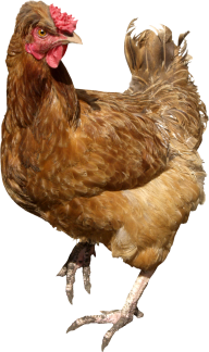 Angry Chicken Png