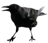 Angry Crow Png