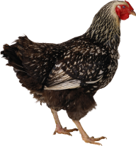 Black and White Chicken Png Free