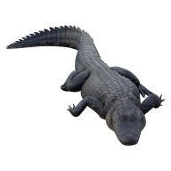 Black Crocodile Png