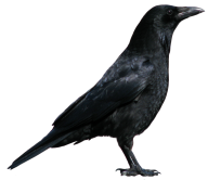 Black Crow Png