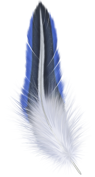 Bluish Feather Png