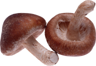 brown mushroom free download png