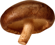 brown shinny mushroom free download png