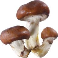 brown well grown mushroom free download png