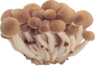 bunch of small mushroom free download png (2)