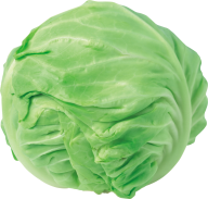 Cabbage PNG free Image Download 1