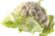 Cabbage PNG free Image Download 14