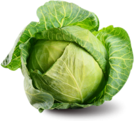 Cabbage PNG free Image Download 26
