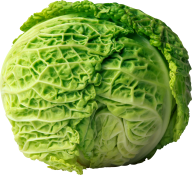 Cabbage PNG free Image Download 31