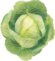 Cabbage PNG free Image Download 35