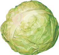 Cabbage PNG free Image Download 39
