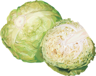Cabbage PNG free Image Download 40