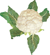 Cabbage PNG free Image Download 47