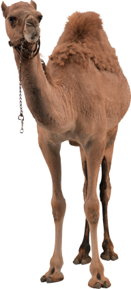 Camel Png Front View