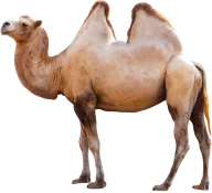 Camel png image in standing Position