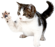 Cat Hand Png