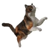Cat Jumping Png