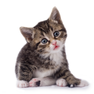 Cat Looking At You Png Image