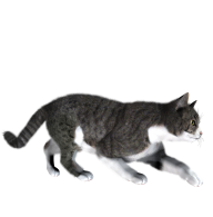 Cat Looking For Meal png