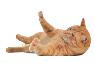 Cat Playing Png