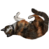 Cat Rolling Png