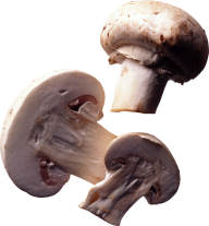 center cutted mushroom free download png