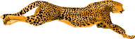 Cheetah Clipart Png