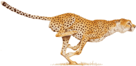 Cheetah Fast Running Png