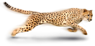 Cheetah Icon Png