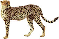 Cheetah Looking for Food