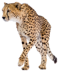 Cheetah Png Free Download