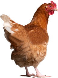 Chicken Back Side Png