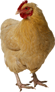 Chicken for Printing Png