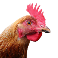 Chicken Head Png Free Download