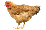 Chicken LogoPng