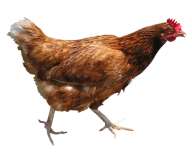Chicken Looking Png